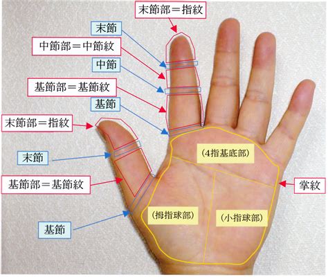 食指中指間紋